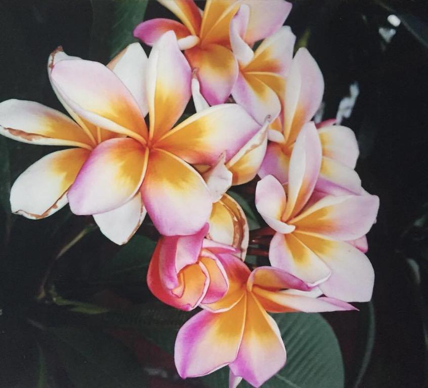 מאה נאם ביץ' Hanalei Gardens מראה חיצוני תמונה